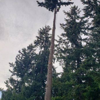 Brundage Tree Service - Tree Services Near Me