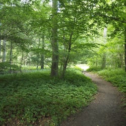 Guldborg Camping - Skov