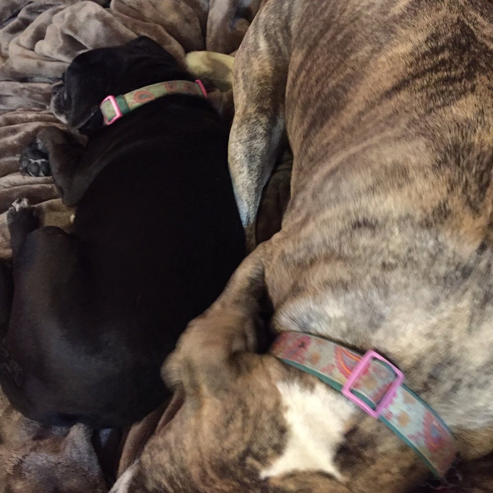 K9 Minds - My girls - Pet Training Near Me K9 Minds - My girls - Pet Training Near Me