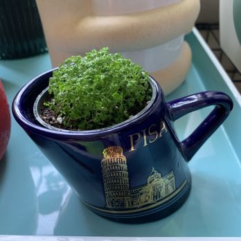 Plants by Post - Nurseries & Gardening Near Me - Campbell, California