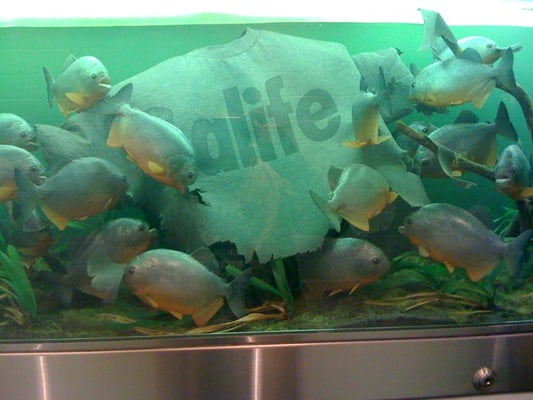 Alife by null