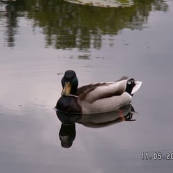 Grüngürtel