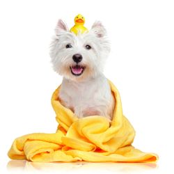 Pristine Pet Grooming - Our complimentary mobile transportation service will pick up your pet, take them to our doggie day spa and return them home to you.
