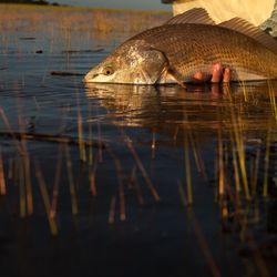 Bay Street Outfitters - Beaufort Means Redfish