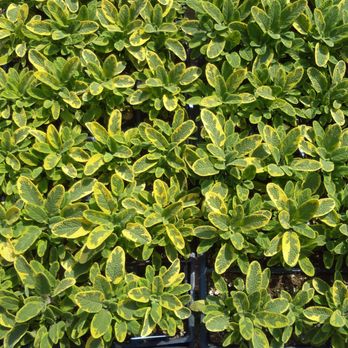 Misty Morning Farm - Herbs for your garden! - Farmers Market Near Me - Dandridge, Tennessee Misty Morning Farm - Herbs for your garden! - Farmers Market Near Me - Dandridge, Tennessee