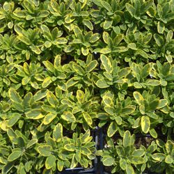 Misty Morning Farm - Herbs for your garden!