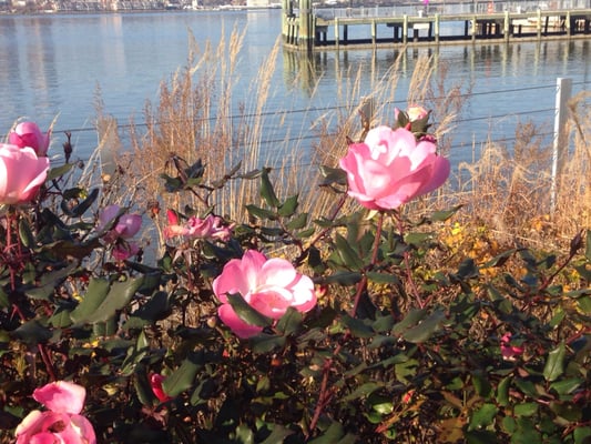 West Harlem Piers by null