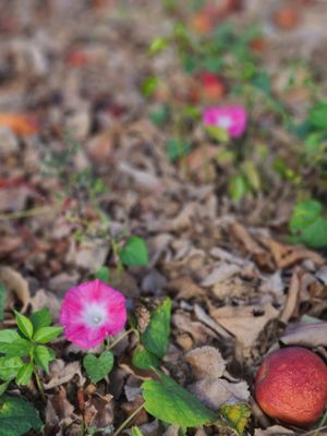 Justus Orchard by null