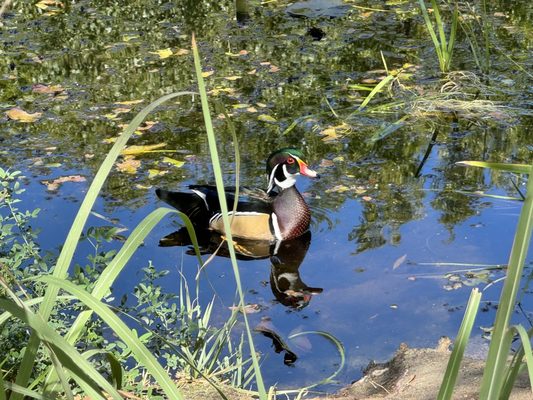 ABQ BioPark - Botanic Garden by null