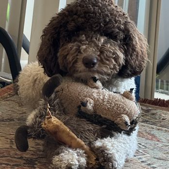 Boston Dog Butlers - Rocky with his favorite toys with Elkhan - Dog Walkers Near Me - Boston, Massachusetts