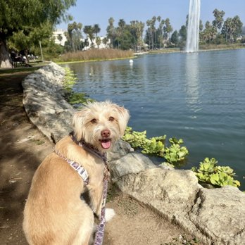 Miracle Dog Rescue - Pet Adoption Near Me - Bell Gardens, California