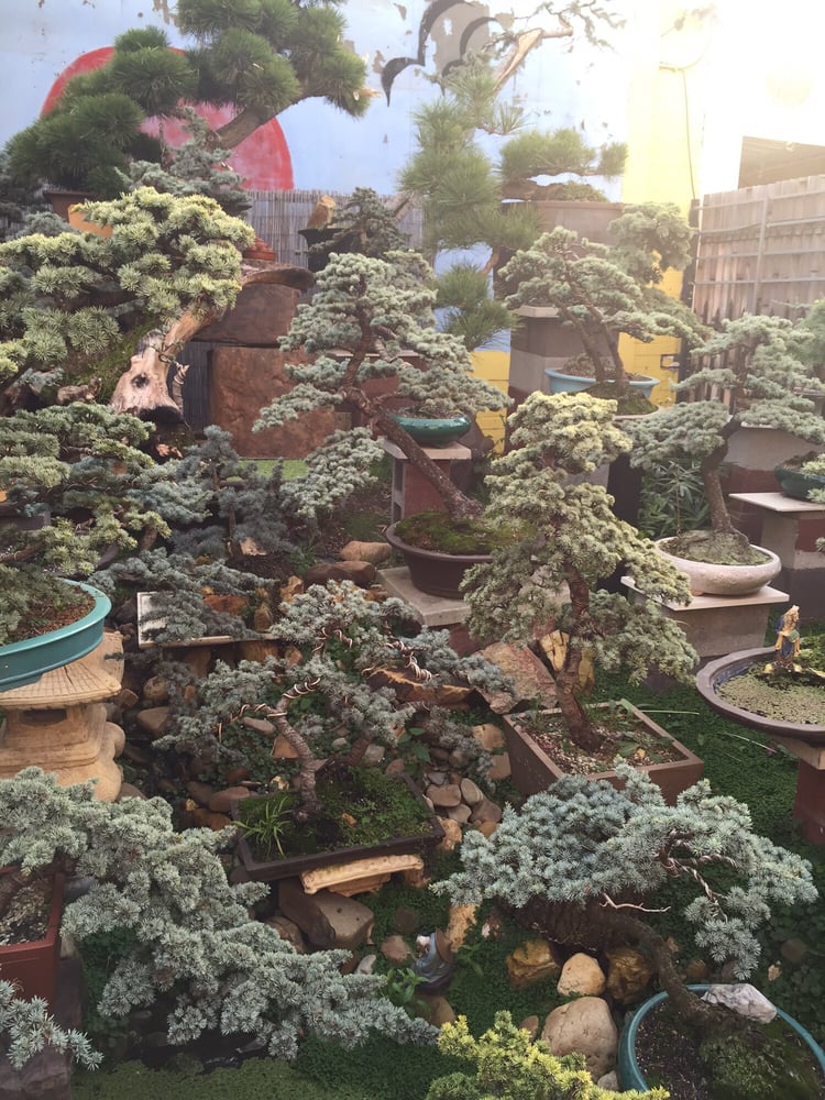 SWEET GRASS BONSAI CAFE 357 Barkly St, Footscray Victoria, Australia