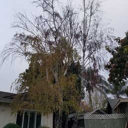 This is the before pic showing the 2 dead birch trees.