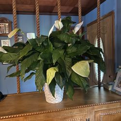 Homestead Floral Designs