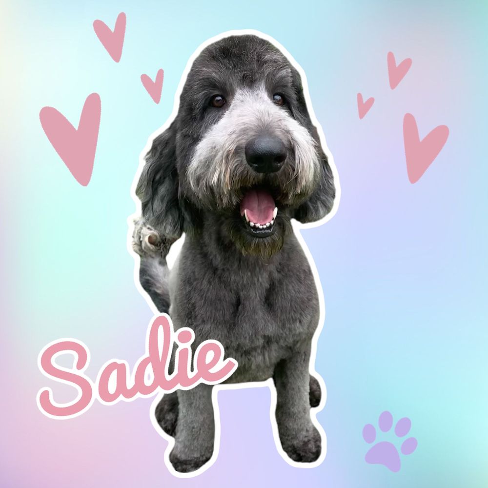 RUBBER DUCKS AND CLEAN PUPS Updated June 2024 32 Photos & 18 Reviews La Habra, California