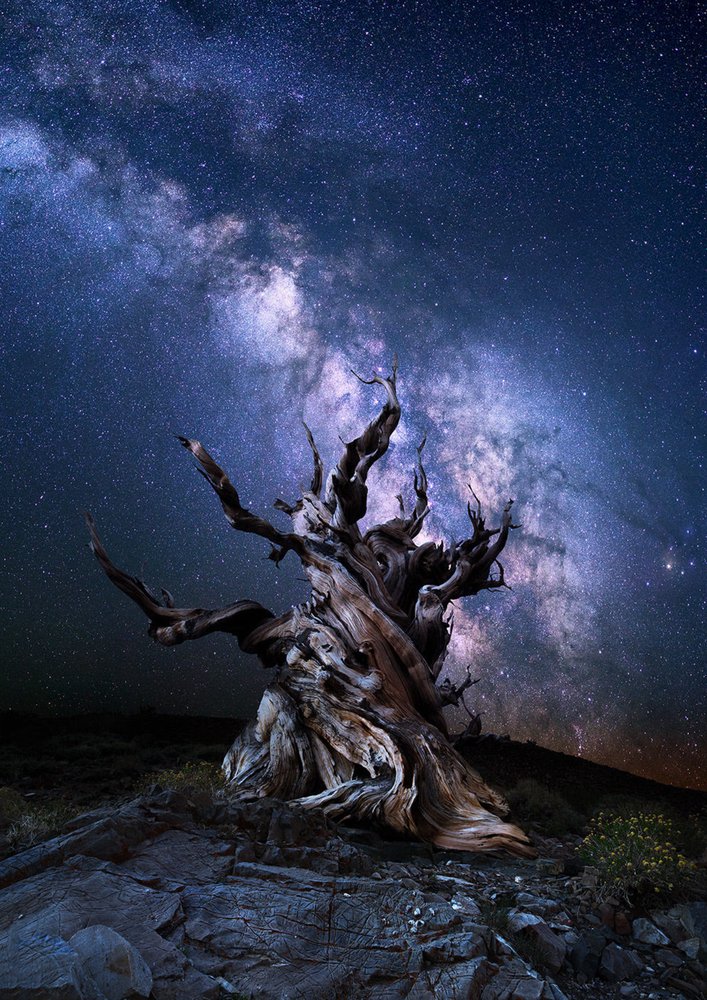 Chinook Tree Services - tree service in Anchorage, AK