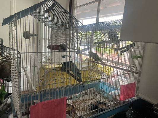 Birds & More by null