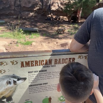 Bearizona - Badgers - Zoos Near Me - Williams, Arizona