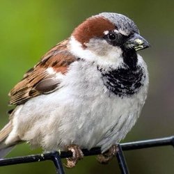 Sparrow Michigan Athletic Club