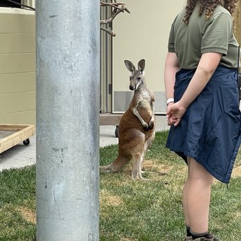 Indianapolis Zoo - Kangaroo exhibit - Zoos Near Me - Indianapolis, Indiana Indianapolis Zoo - Kangaroo exhibit - Zoos Near Me - Indianapolis, Indiana
