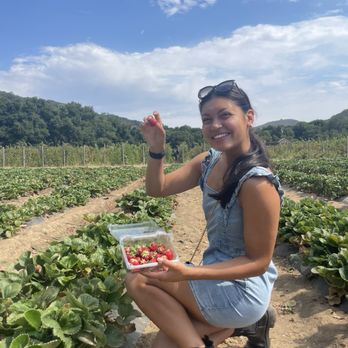 Berry Island Farms - Strawberry picking - Pick Your Own Farms Near Me - Gilroy, California Berry Island Farms - Strawberry picking - Pick Your Own Farms Near Me - Gilroy, California