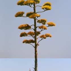 St Vincent's School For Boys - Agave americana in bloom