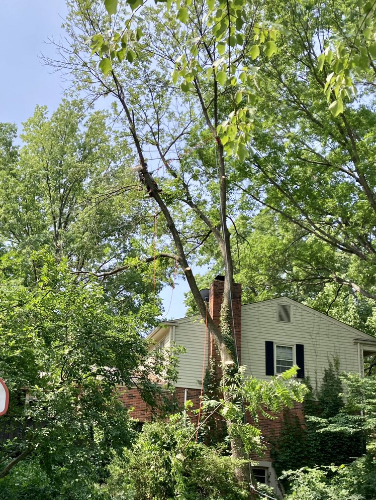 Paul's Tree Service - tree service in Fenton, MO