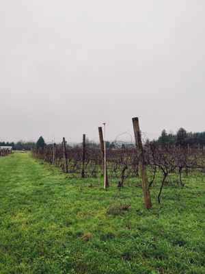 Saginaw Vineyard by null