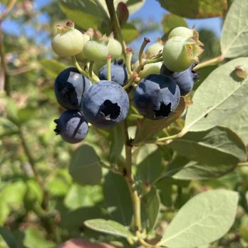 The Blueberry Patch - Blueberries in season. - Fruits & Veggies Near Me - Grass Lake, Michigan The Blueberry Patch - Blueberries in season. - Fruits & Veggies Near Me - Grass Lake, Michigan