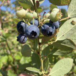 The Blueberry Patch  - Blueberries in season.