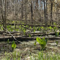 Spirit Springs Sanctuary - Skunk Cabbage?