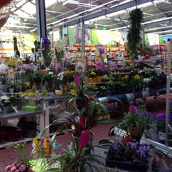 OBI - Riesige Auswahl an Orchideen...