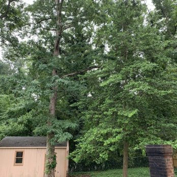 Castillo Tree Services & Landscaping - Two trees in the back we requested to be removed. - Tree Services Near Me Castillo Tree Services & Landscaping - Two trees in the back we requested to be removed. - Tree Services Near Me