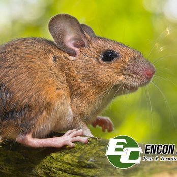 Encon - Pest Control Near Me - Cranston, Rhode Island