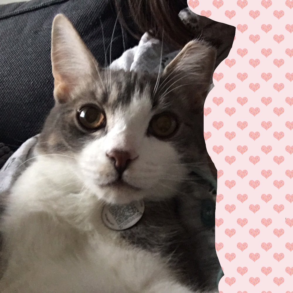 Adopt Archie from Annex cat rescue