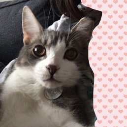 Adopt Archie from Annex cat rescue