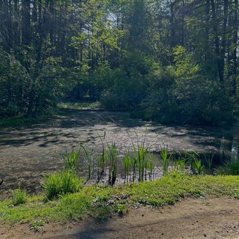 Crandall Park - pond, forest, swampy area, humid - Parks Near Me - Glens Falls, New York Crandall Park - pond, forest, swampy area, humid - Parks Near Me - Glens Falls, New York