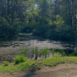 Crandall Park - Pond, forest, swampy area, humid