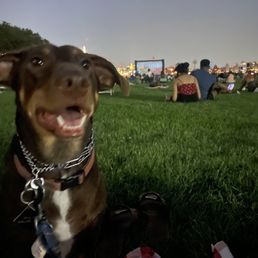 summer movie nights