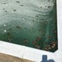 Photo of American Pools