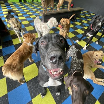 Dogtown West - Pet Boarding Near Me - Cincinnati, Ohio Dogtown West - Pet Boarding Near Me - Cincinnati, Ohio