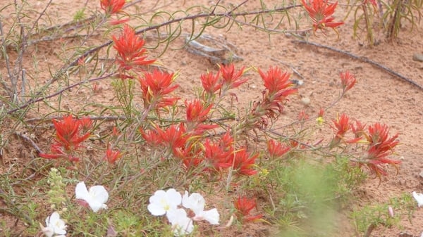 Coral Pink Sand Dunes State Park by null