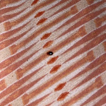 Metropolitan Management - I got bed bugs after one month of living there. They tried to blame it on me even though multiple reviews show the same issues. - Property Management Near Me - Seattle, Washington