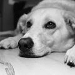 Coulter Veterinary