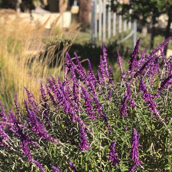 Seven Seas Park - Landscaping w sound activity in background - Playgrounds Near Me - Sunnyvale, California