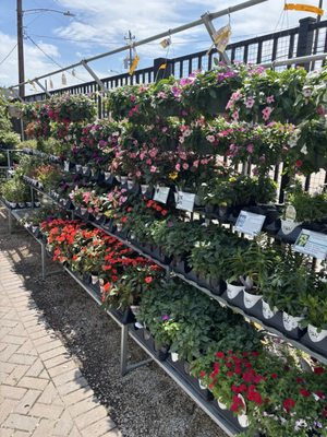 Buchanan's Native Plants by null