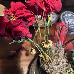 Pretty Petals Floral Boutique - Very sad poinsettia