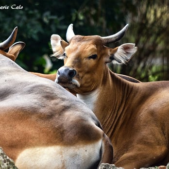 Zoo Miami - Zoos Near Me - Miami, Florida Zoo Miami - Zoos Near Me - Miami, Florida
