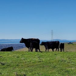 Vargas Plateau Regional Park - Cows