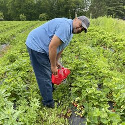 Sunset Berry Farm - Even us old folks can easily pick berries.